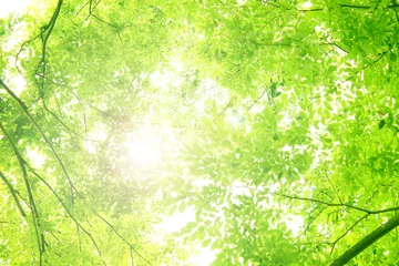 森の中 緑 春 夏 背景 素材 グリーン 黄緑 太陽 自然 光 爽やか