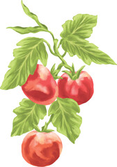 Tomato fruit botanical painting illustration