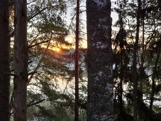 Sunny sunset in the forest, Finland