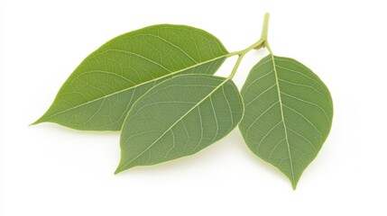 Fototapeta premium Three green leaves with a smooth texture arranged together against a plain white background.