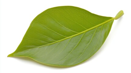 Obraz premium A vibrant green leaf rests on a white background, showcasing its smooth texture and natural beauty.