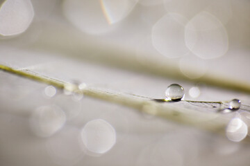 Macro shot of water droplet on leaf