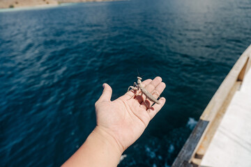 hand holding a Komodo Island Praying Mantis