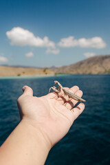 A hand with wild praying mantis