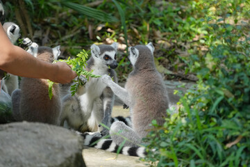 lemur catta eatting green leave