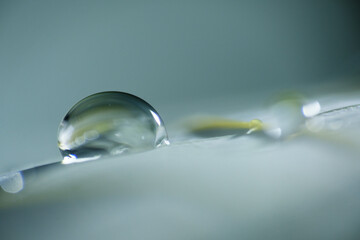 water drop on a rubber tree leaf
