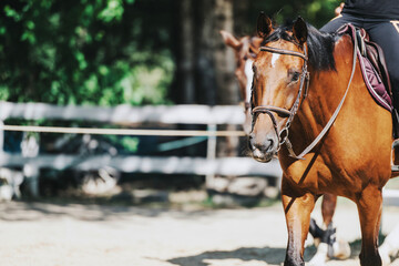 Fototapeta premium A stunning brown horse, fully tacked, gracefully moves forward with its rider in an outdoor arena. Sunlight filters through the surrounding greenery, creating a serene equestrian scene.