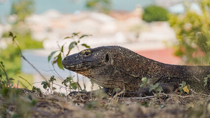 Close up view of Komodo dragon