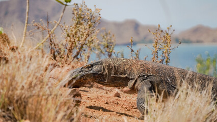 Close up shot of Komodo dragon