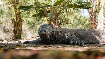 One of the largest Komodo in the island