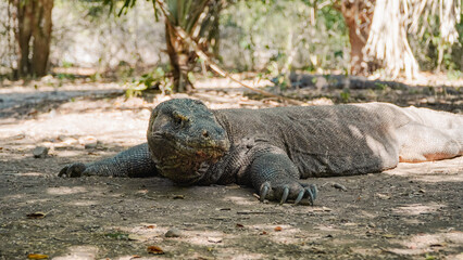 Obraz premium One of the largest komodo in the island
