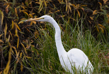 An Egret in the reeds by the lake
