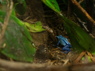 A Blue Poison Dart Frog (or blue poison arrow frog) is in a Jungle or zoo