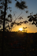 sunset in the forest contrast