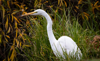 An Egret in the reeds by the lake