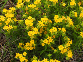 Lithospermum caroliniense | Carolina Puccoon | Hairy Puccoon | Carolina Gromwell | Native North American Prairie Wildflower