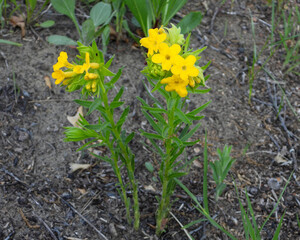 Lithospermum caroliniense | Carolina Puccoon | Hairy Puccoon | Carolina Gromwell | Native North American Prairie Wildflower