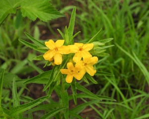 Lithospermum caroliniense | Carolina Puccoon | Hairy Puccoon | Carolina Gromwell | Native North American Prairie Wildflower