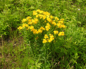 Lithospermum caroliniense | Carolina Puccoon | Hairy Puccoon | Carolina Gromwell | Native North American Prairie Wildflower