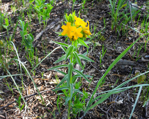 Lithospermum caroliniense | Carolina Puccoon | Hairy Puccoon | Carolina Gromwell | Native North American Prairie Wildflower