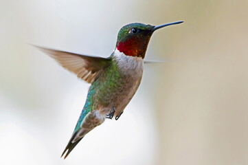 hummingbird in flight