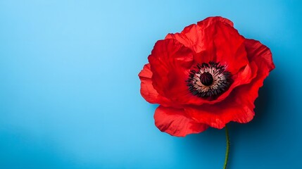 A single red poppy flower against a blue background