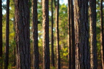 Fototapeta premium pine forest