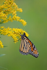 butterfly on a flower