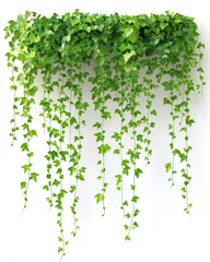 Ornamental Green Vines Cascading from String, Isolated on White Background with Ample Copy Space