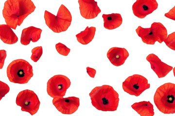 a scattered arrangement of bright red poppy petals and blossoms on a transparent background
