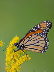 monarch butterfly on yellow flower