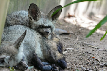 two fox, jackal sleeping