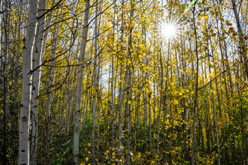 Obraz premium Fall Colors