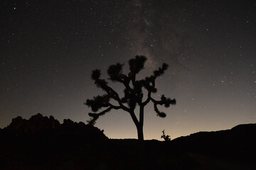 Joshua Tree Milky Way night sky 