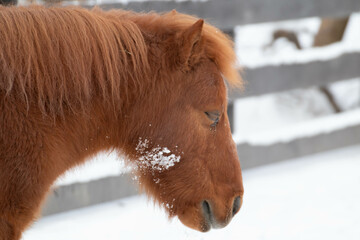 寒さに耐える子馬