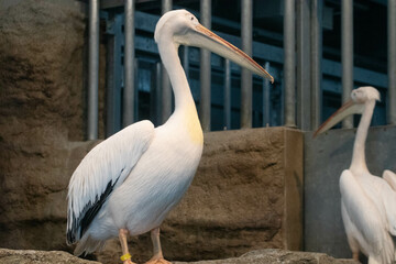 佇むモモイロペリカン