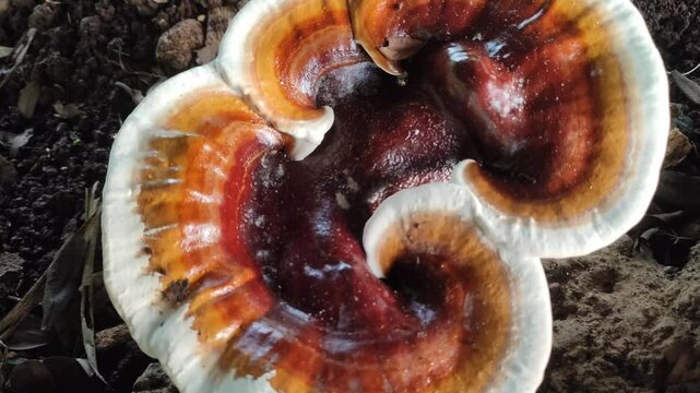 lingzi mushroom wild plant