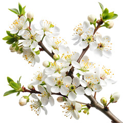 Obraz premium Close-up of Blossoming Spring Flowers on a Branch