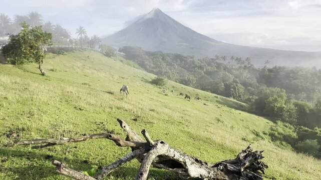 Mayon Volcano video clips with a beautiful sky and clouds with horse in Quituinan Ranch Camalig Legazpi City Albay Philippines