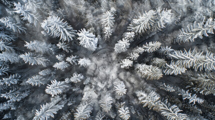 High-angle shot of snow-laden pine trees, endless forest stretching out, tranquil winter scenery
