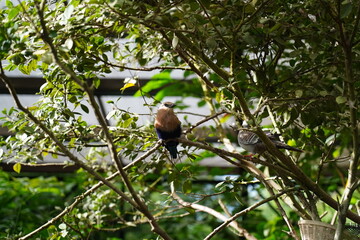 Eurystomus gularis, commonly known as the Broad-billed Roller, is a colorful and agile bird found in sub-Saharan Africa. 