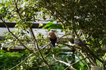 Eurystomus gularis, commonly known as the Broad-billed Roller, is a colorful and agile bird found in sub-Saharan Africa. 