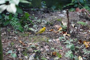 Obraz premium The Orange Canary is a vibrant and striking bird known for its brilliant orange plumage, often found in domestic breeds of canaries. 