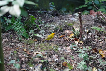 The Orange Canary is a vibrant and striking bird known for its brilliant orange plumage, often found in domestic breeds of canaries.  