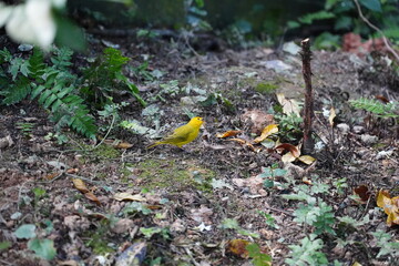The Orange Canary is a vibrant and striking bird known for its brilliant orange plumage, often found in domestic breeds of canaries.  