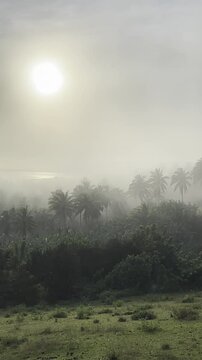 Bautiful sunrise sunset and a palm coconut tree with a foggy forest and sun backrounds in asia