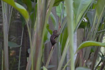 The squirrel is a small, agile rodent known for its bushy tail and lively demeanor. Squirrels come in various species, with fur colors ranging from gray, brown, and red to black and even albino in rar
