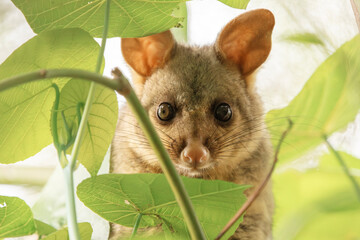 The brush-tailed possum is a common marsupial native to Australia. It's easily recognizable by its bushy tail, which it uses for balance and climbing.