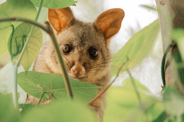 The brush-tailed possum is a common marsupial native to Australia. It's easily recognizable by its...