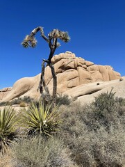 Joshua Tree rocks & tree